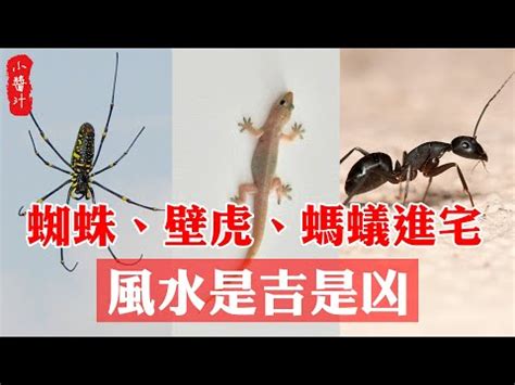 屋企有蜘蛛風水|家裡出現小蜘蛛風水5大優勢! 獨家資料! (2024年更新)